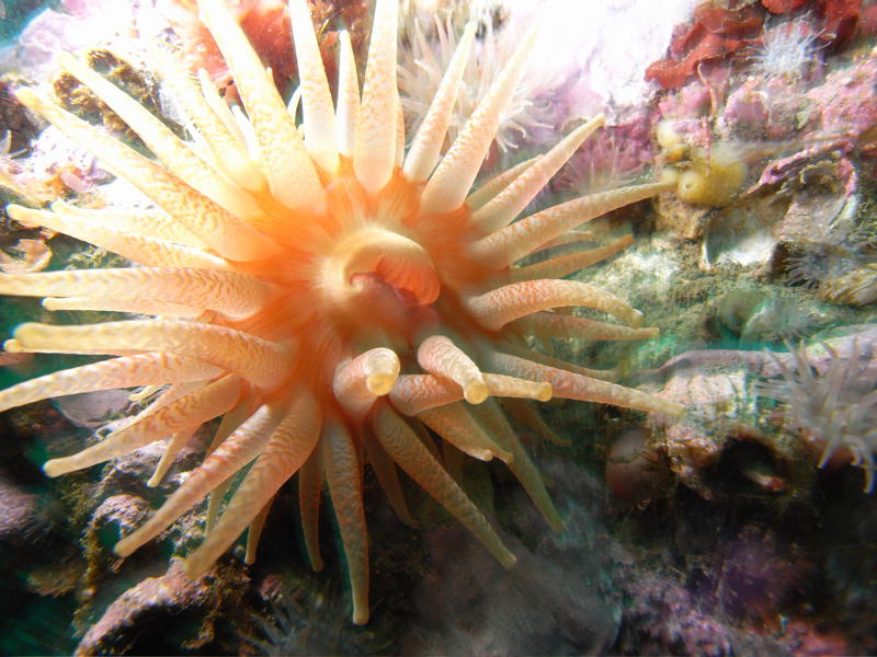Seeanemone (Bild von Marco Oudshoorn)